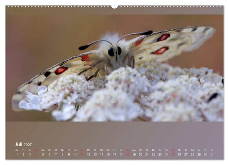 Produktbild: Falter, K&auml;fer und Co.faszinierend, doch extrem gef&auml;hrdet (Wandkalender 2027 DIN A2 quer), CALVENDO Monatskalender