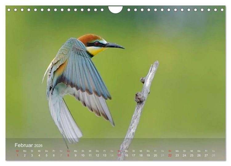 Produktbild: Europ&auml;ische Bienenfresser (Wandkalender 2026 DIN A4 quer), CALVENDO Monatskalender