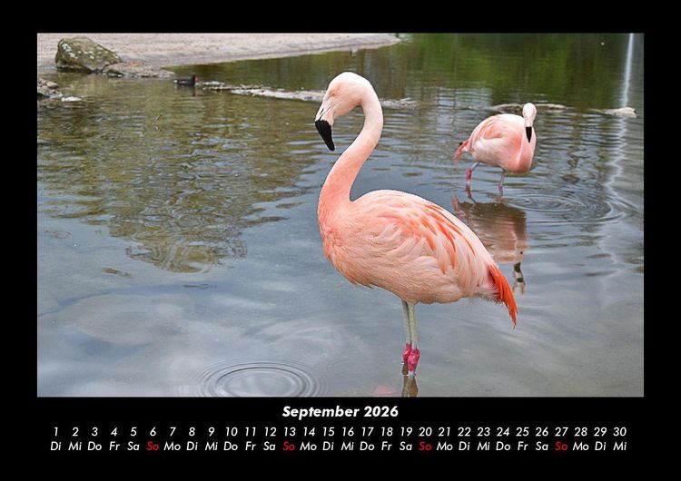 Produktbild: Tiere in der Wildnis 2026 Fotokalender DIN A3