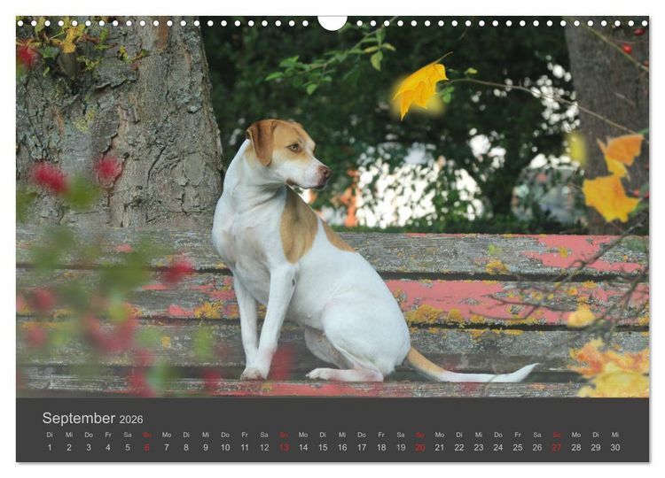Produktbild: HUNDE LEBEN IST BUNT (Wandkalender 2026 DIN A3 quer), CALVENDO Monatskalender