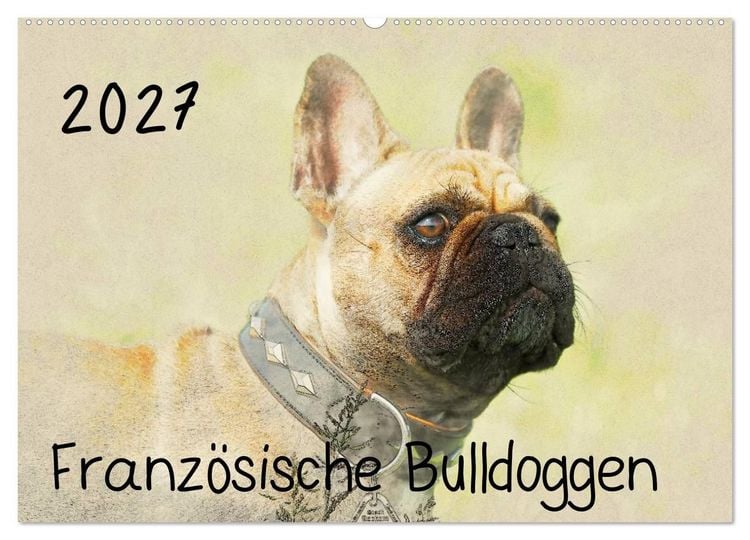 Produktbild: Franz&ouml;sische Bulldoggen (Wandkalender 2027 DIN A2 quer), CALVENDO Monatskalender