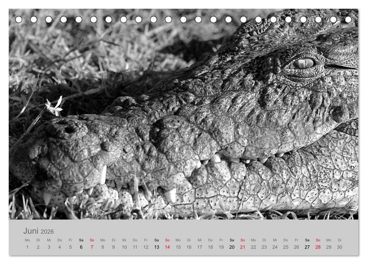 Produktbild: Die Seelen der wilden Tiere (Tischkalender 2026 DIN A5 quer), CALVENDO Monatskalender