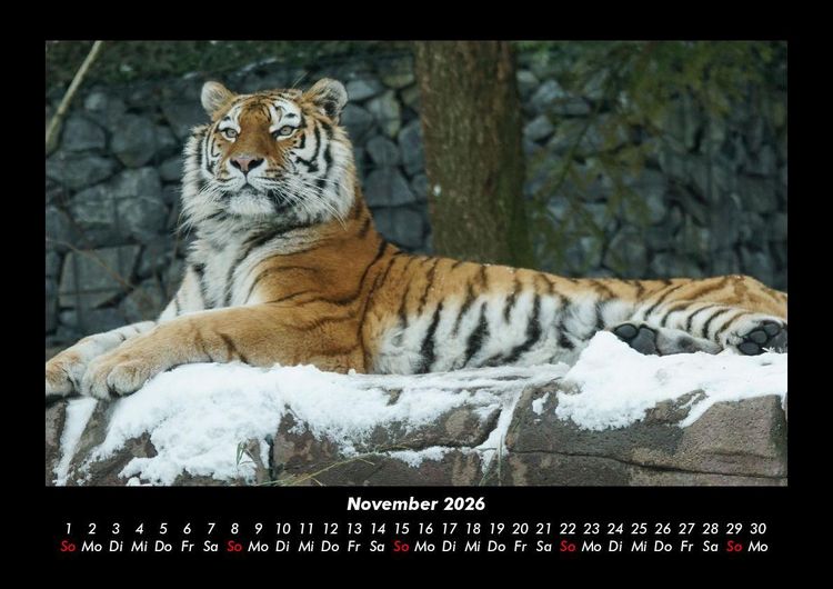 Produktbild: Tiger 2026 Fotokalender DIN A3