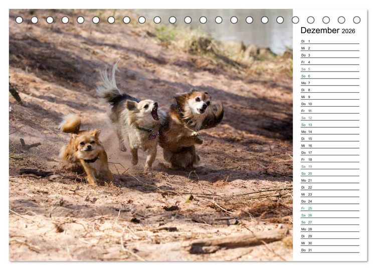 Produktbild: Chihuahuas - kleine Herzensbrecher (Tischkalender 2026 DIN A5 quer), CALVENDO Monatskalender