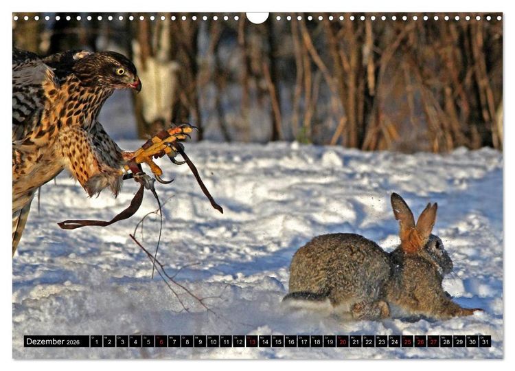 Produktbild: DER HABICHT, Des Falkners Allrounder (Wandkalender 2026 DIN A3 quer), CALVENDO Monatskalender