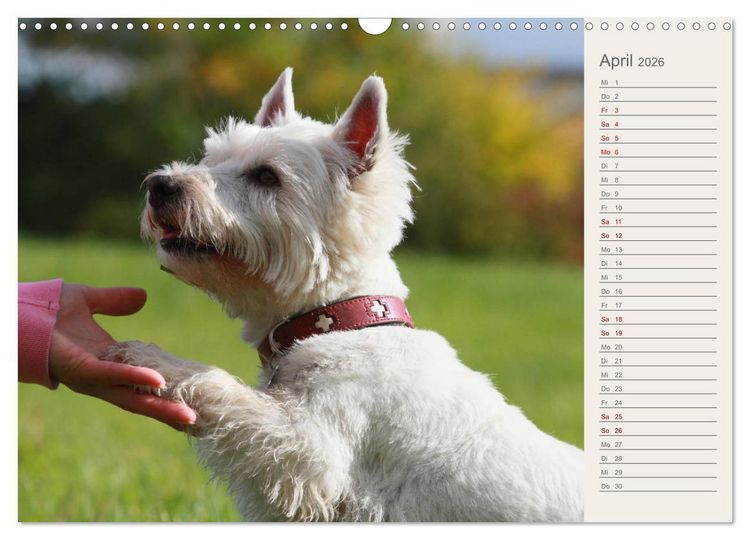 Produktbild: West Highland White Terrier - Selbstbewustes Powerpaket - der Westie (Wandkalender 2026 DIN A3 quer), CALVENDO Monatskalender