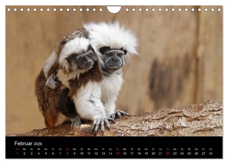 Produktbild: Zoo-Kinder (Wandkalender 2026 DIN A4 quer), CALVENDO Monatskalender
