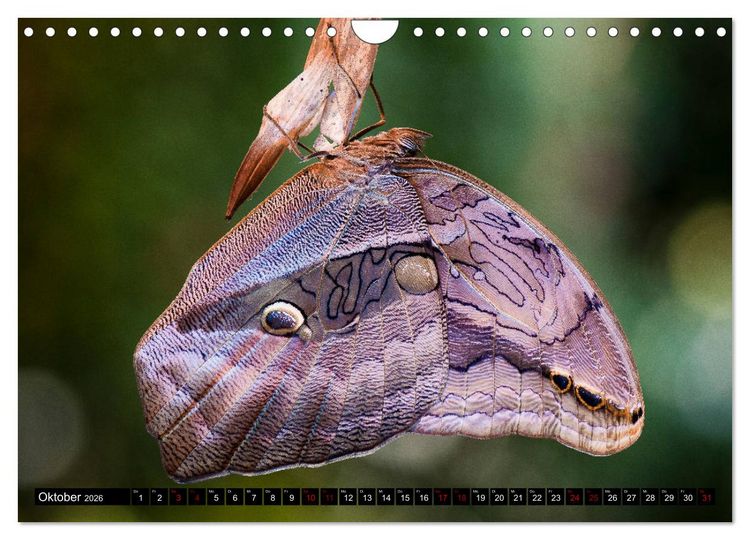 Produktbild: Kleinode der L&uuml;fte - Faszinierende tropische Schmetterlinge (Wandkalender 2026 DIN A4 quer), CALVENDO Monatskalender