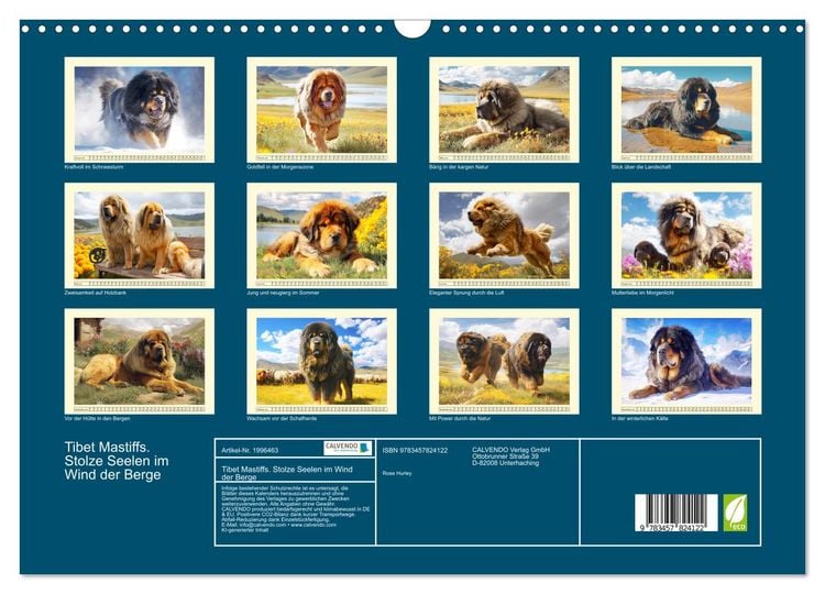 Produktbild: Tibet Mastiffs. Stolze Seelen im Wind der Berge (Wandkalender 2026 DIN A3 quer), CALVENDO Monatskalender