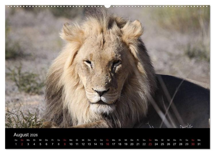 Produktbild: L&ouml;wen - K&ouml;nige der Tiere (Wandkalender 2026 DIN A2 quer), CALVENDO Monatskalender