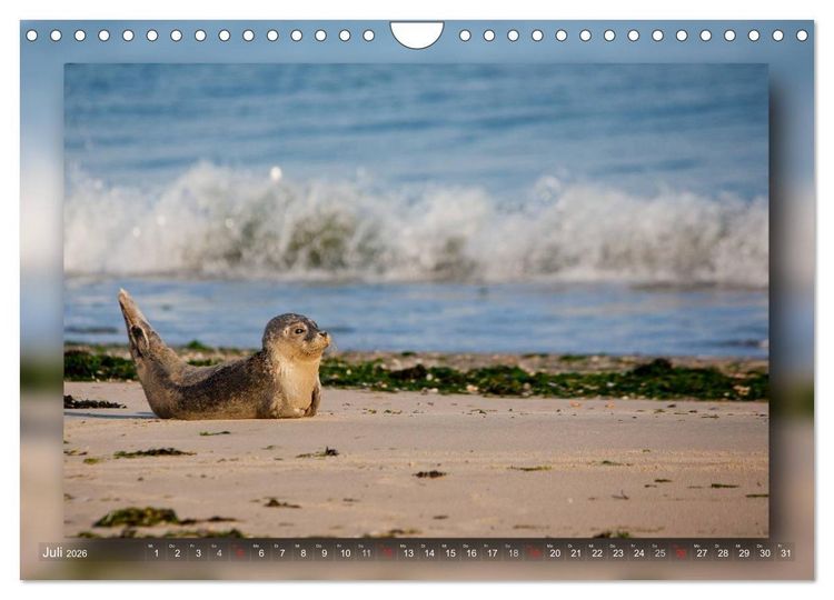 Produktbild: Baltrum - Ein Tag am Strand (Wandkalender 2026 DIN A4 quer), CALVENDO Monatskalender