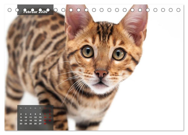Produktbild: Bengal K&auml;tzchen (Tischkalender 2026 DIN A5 quer), CALVENDO Monatskalender