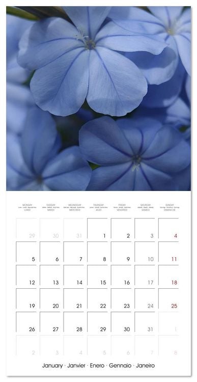 Produktbild: ENCHANTING FLOWERS (Wall Calendar 2026 12 &times; 12 Inch) CALVENDO 12 Month Wall Calendar