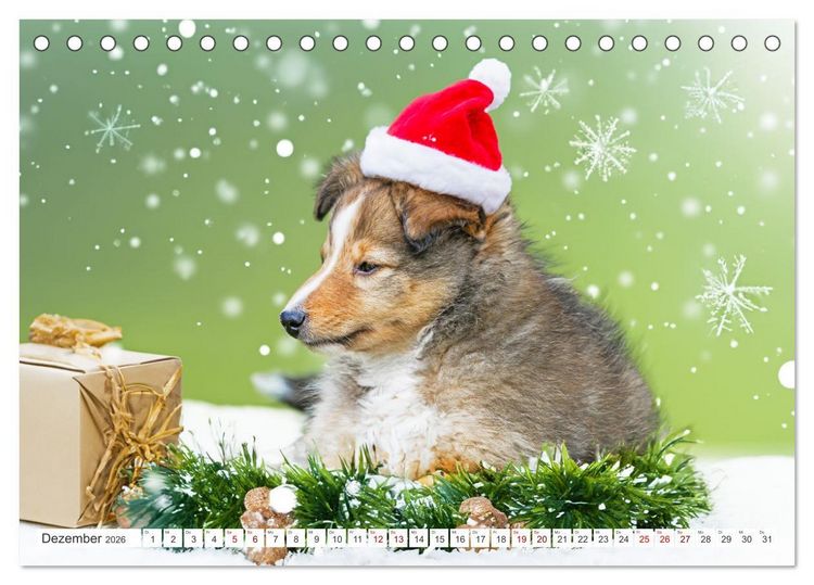 Produktbild: Sheltie - Ein St&uuml;ck vom Gl&uuml;ck (Tischkalender 2026 DIN A5 quer), CALVENDO Monatskalender
