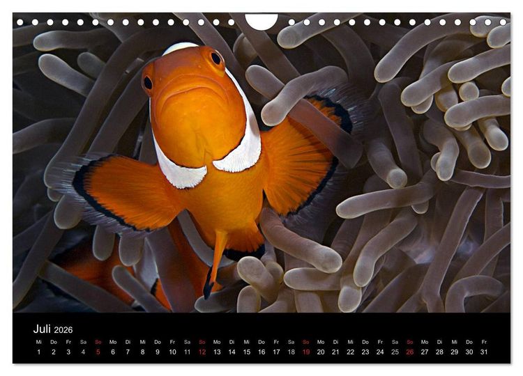 Produktbild: Philippinen - Natur und Fiesta (Wandkalender 2026 DIN A4 quer), CALVENDO Monatskalender