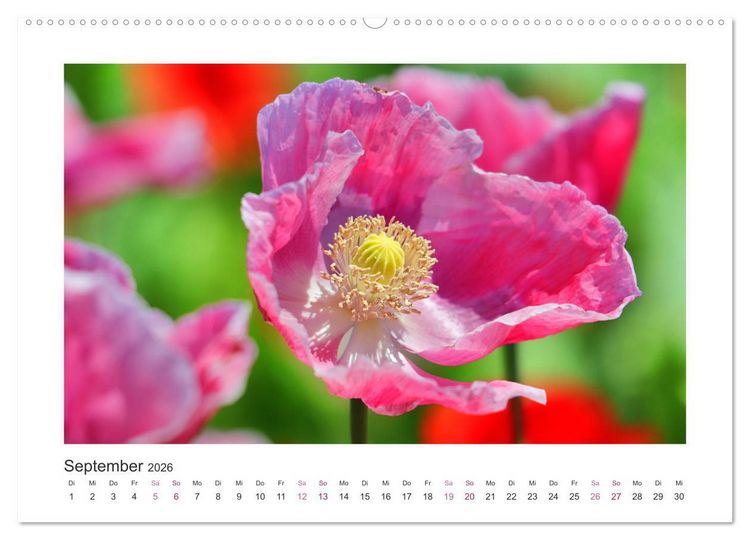 Produktbild: Mohn, Bl&uuml;tenzauber in Rosa, Pink und Wei&szlig; (Wandkalender 2026 DIN A2 quer), CALVENDO Monatskalender