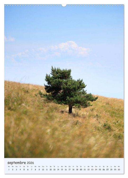 Produktbild: Arbres solitaires (Calendrier mural 2026 DIN A2 horizontal) calendrier de bureau