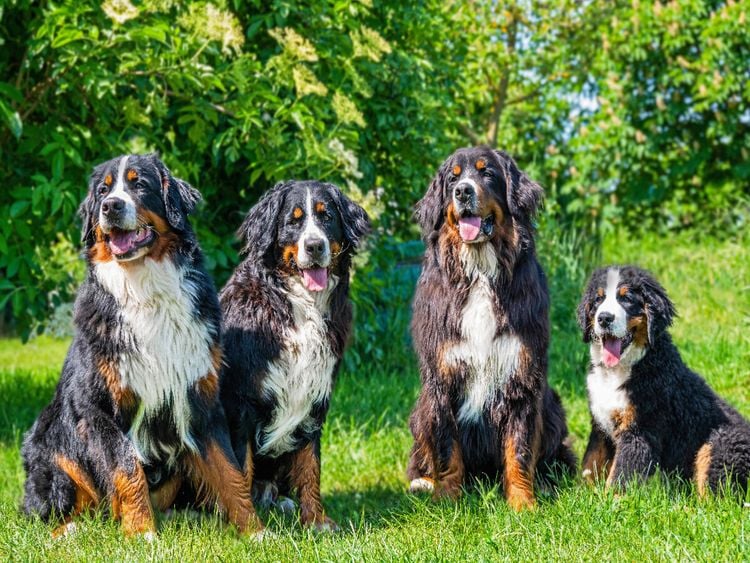 Produktbild: CALVENDO Puzzle Vier Sch&ouml;nheiten - Berner Sennenhunde | 1000 Teile Lege-Gr&ouml;&szlig;e 64x48cm Foto-Puzzle f&uuml;r gl&uuml;ckliche Stunden