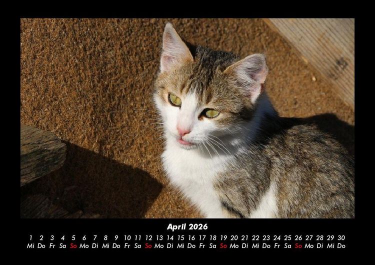 Produktbild: Haustierkalender 2026 Fotokalender DIN A3
