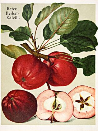Produktbild: CALVENDO Puzzle Roter Herbst-Kalvill, plattdeutsch: D&ouml;rroden | 1000 Teile Lege-Gr&ouml;&szlig;e 64x48cm Foto-Puzzle f&uuml;r gl&uuml;ckliche Stunden