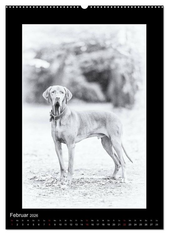 Produktbild: Vizsla-Liebe (Wandkalender 2026 DIN A2 hoch), CALVENDO Monatskalender