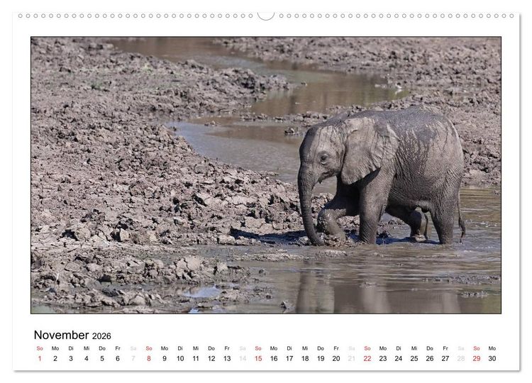 Produktbild: Afrikanische Elefanten (Wandkalender 2026 DIN A2 quer), CALVENDO Monatskalender