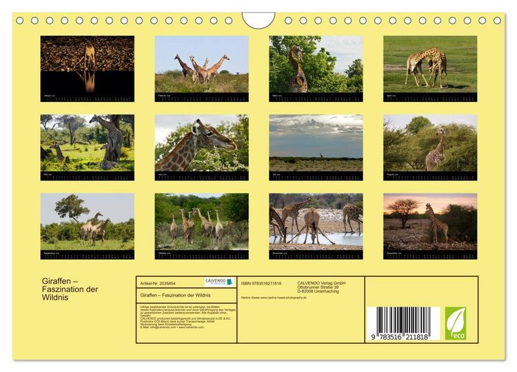 Produktbild: Giraffen &ndash; Faszination der Wildnis (Wandkalender 2026 DIN A4 quer), CALVENDO Monatskalender