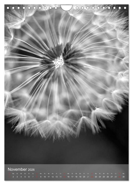 Produktbild: Monochrome Bl&uuml;ten - In Schwarz-Wei&szlig; Bildern durch das Jahr (Wandkalender 2026 DIN A4 hoch), CALVENDO Monatskalender