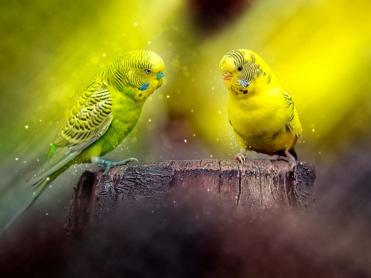 Produktbild: CALVENDO Puzzle Wundersch&ouml;ner Wellensittich 1000 Teile Lege-Gr&ouml;&szlig;e 64 x 48 cm Foto-Puzzle Bild von Peter Roder