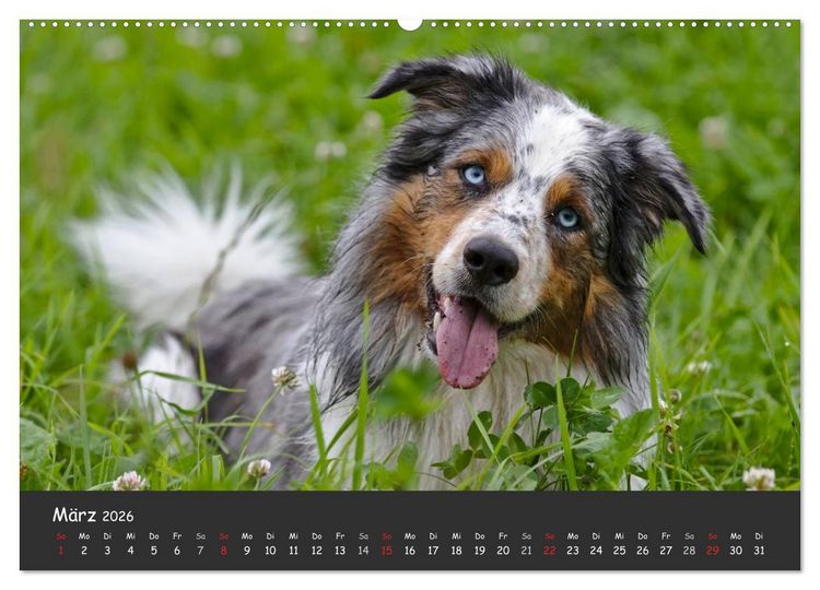 Produktbild: Australian Shepherd - Augenblicke (Wandkalender 2026 DIN A2 quer), CALVENDO Monatskalender