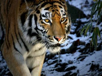 Produktbild: CALVENDO Puzzle Ein Motiv aus dem Kalender Tiger - die leisen J&auml;ger des Dschungels | 1000 Teile Lege-Gr&ouml;&szlig;e 64x48cm Foto-Puzzle f&uuml;r gl&uuml;ckliche Stunden