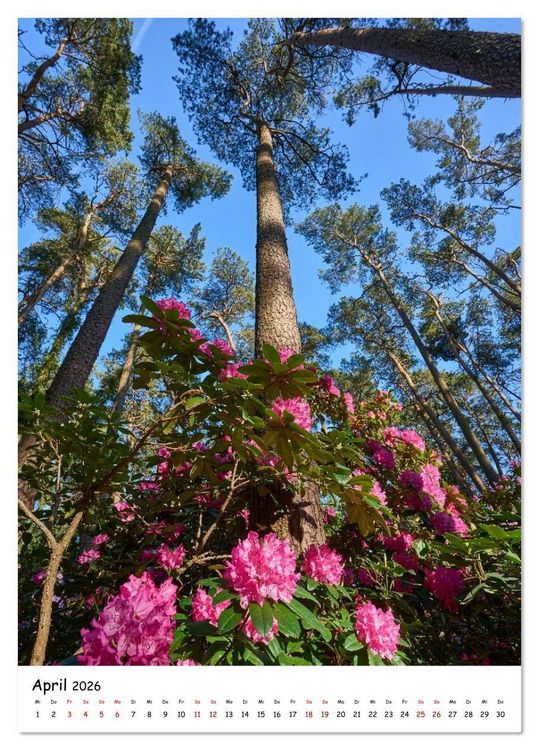 Produktbild: Zauberhafte Rhododendren (Tischkalender 2026 DIN A5 hoch), CALVENDO Monatskalender