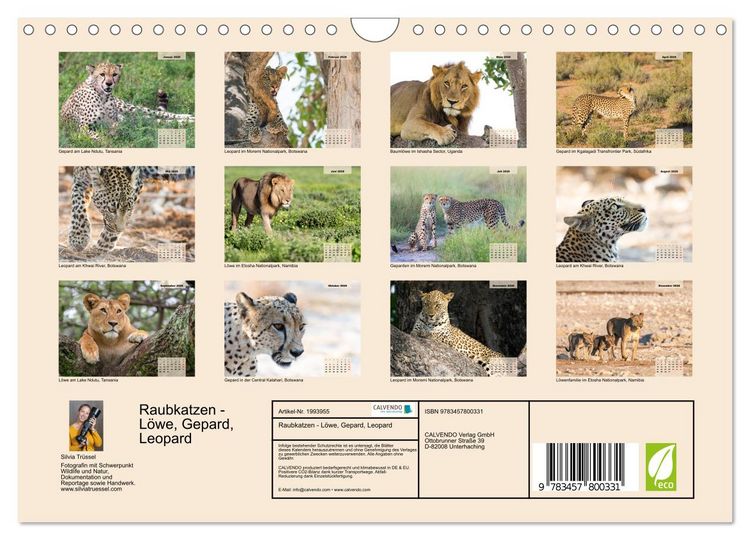 Produktbild: Raubkatzen - L&ouml;we, Gepard, Leopard (Wandkalender 2026 DIN A4 quer), CALVENDO Monatskalender