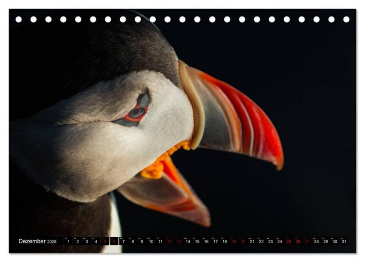 Produktbild: Papageitaucher: Clowns des Nordatlantik (Tischkalender 2026 DIN A5 quer), CALVENDO Monatskalender
