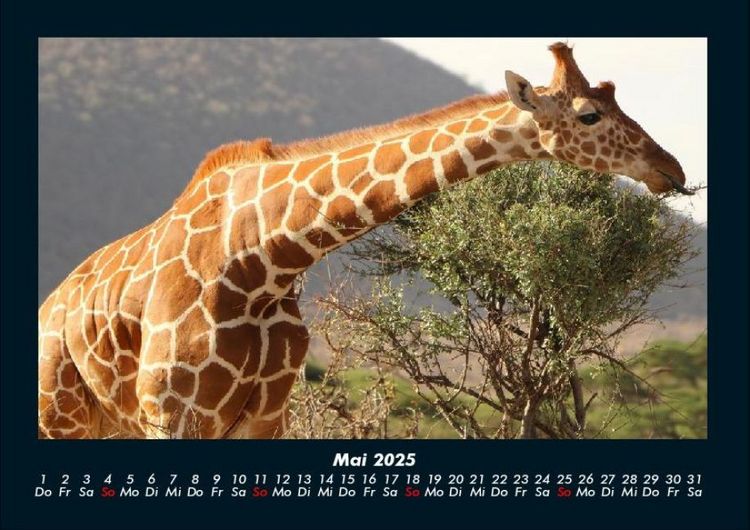 Produktbild: Giraffen 2025 Fotokalender DIN A4