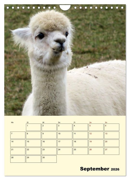 Produktbild: Alpakas erleben (Wandkalender 2026 DIN A4 hoch), CALVENDO Monatskalender