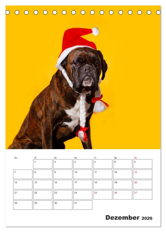 Produktbild: colorful world of boxer 2026 (Tischkalender 2026 DIN A5 hoch), CALVENDO Monatskalender