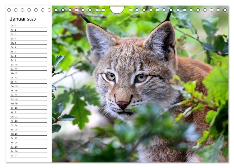 Produktbild: Der Luchs - Der J&auml;ger auf leisen Pfoten (Wandkalender 2026 DIN A4 quer), CALVENDO Monatskalender