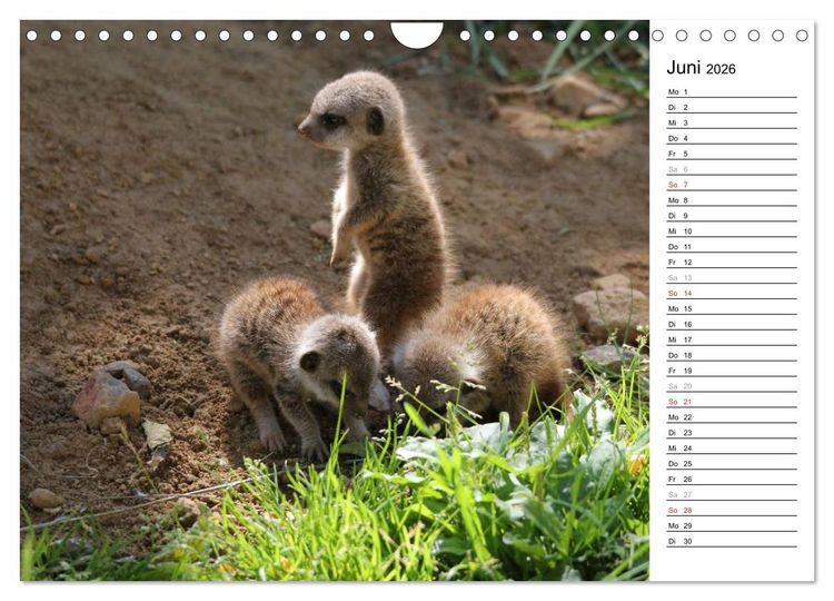 Produktbild: Erdm&auml;nnchen - Die Kobolde im Tierreich (Wandkalender 2026 DIN A4 quer), CALVENDO Monatskalender