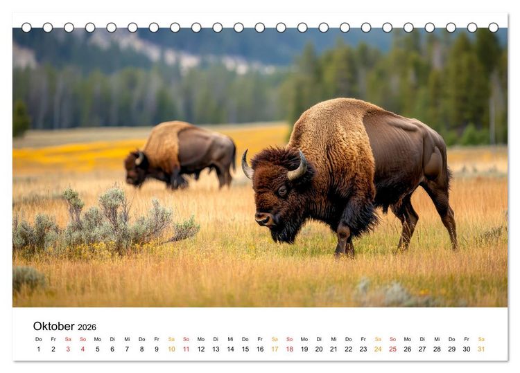 Produktbild: B&uuml;ffel - Ikonen der Wildnis (Tischkalender 2026 DIN A5 quer), CALVENDO Monatskalender