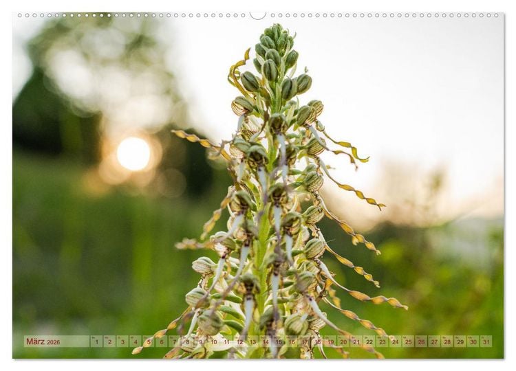 Produktbild: Orchideenzeit auf der Schw&auml;bischen Alb (hochwertiger Premium Wandkalender 2026 DIN A2 quer), Kunstdruck in Hochglanz