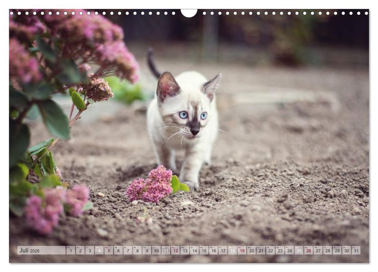 Produktbild: Wildes Wohnzimmer - Die Bengalkatze (Wandkalender 2026 DIN A3 quer), CALVENDO Monatskalender
