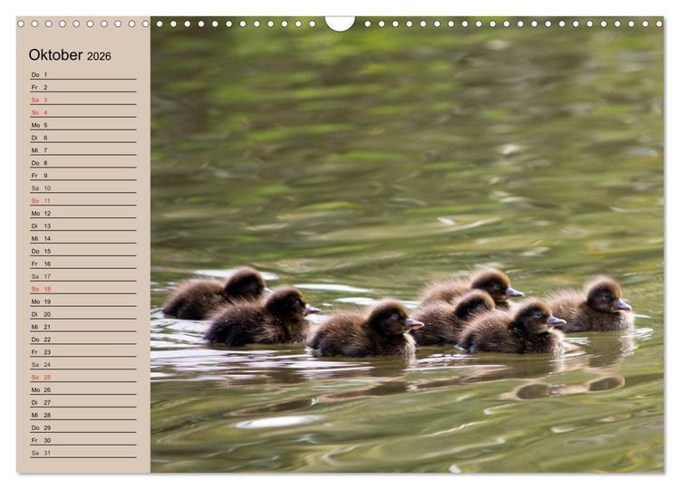 Produktbild: G&auml;nse und Enten. Schnattern, watscheln, quaken! (Wandkalender 2026 DIN A3 quer), CALVENDO Monatskalender