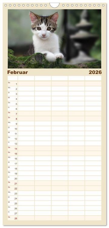 Produktbild: Familienplaner 2026 - Katzenbabys beobachtet mit 5 Spalten (Wandkalender, 21 x 45 cm) CALVENDO