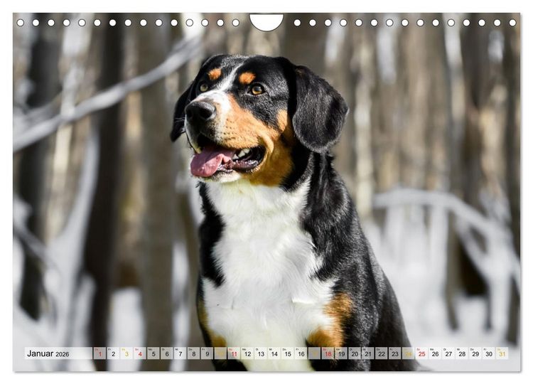 Produktbild: Entlebucher - Temperamentvolle Schweizer Sennenhunde (Wandkalender 2026 DIN A4 quer), CALVENDO Monatskalender