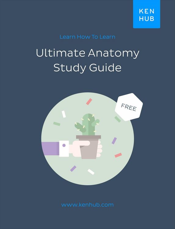 Produktbild: Ultimate Anatomy Study Guide