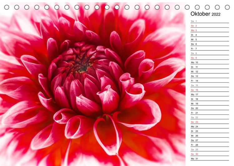Produktbild: Bl&uuml;hende Dahlien (Tischkalender 2022 DIN A5 quer)