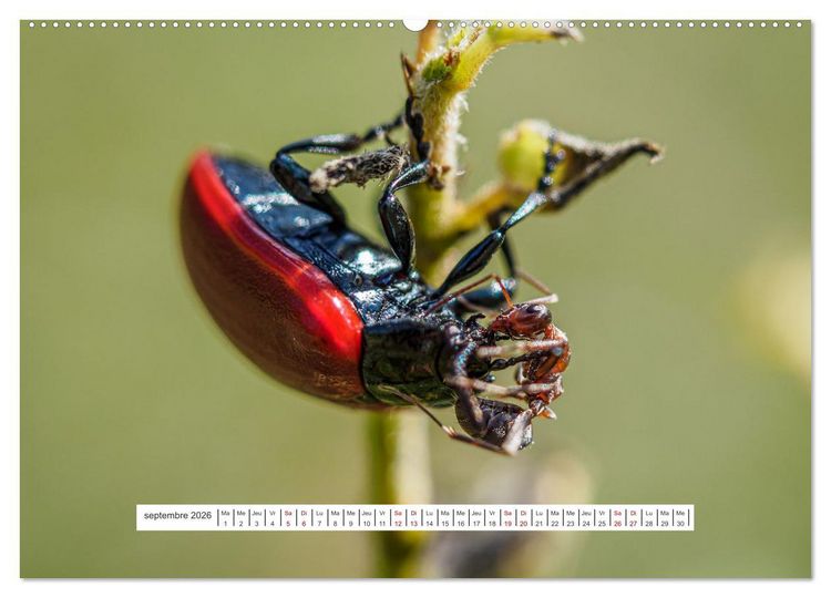 Produktbild: La vie de nos prairies - Le monde des fourmis (Calendrier mural 2026 DIN A2 vertical) calendrier de bureau