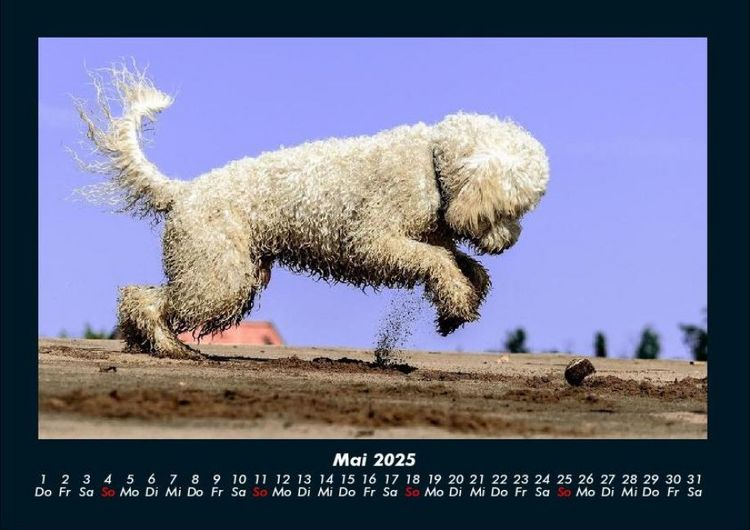 Produktbild: Hunde Kalender 2025 Fotokalender DIN A4