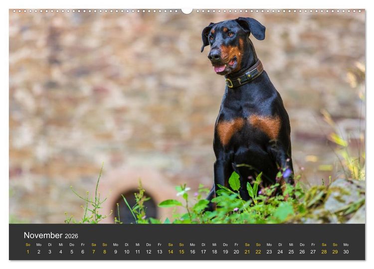 Produktbild: Dobermann 2026 (Wandkalender 2026 DIN A2 quer), CALVENDO Monatskalender